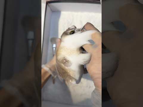 Today the cat gave birth to two kittens.ðâ⎠#squishy #cat #diy #handmade #cute #kitty #art