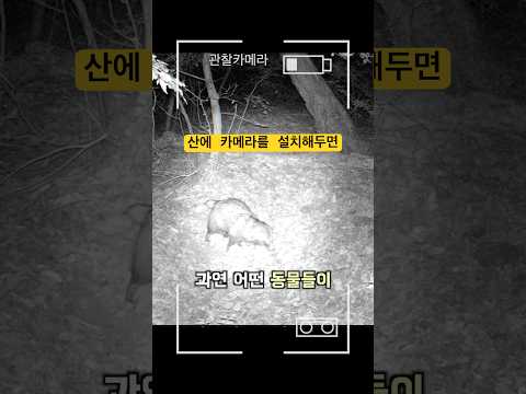 어떤 동물들이 찍힐까?? #동물관찰 #카메라 #여름