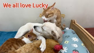 So funny! The duck wants to take Lucky for himself, but the rooster, hen and kitten all love Lucky.