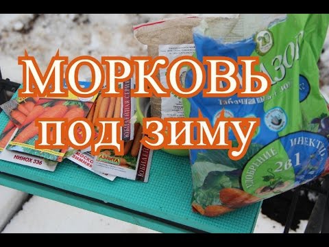 Посадка моркови под зиму. (27. 11. 2016 г)