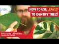 Leaf Identification and Characteristics