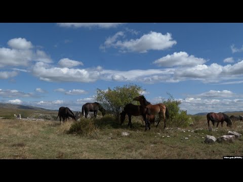 Divlji konji u BiH svačiji ponos, ničija briga