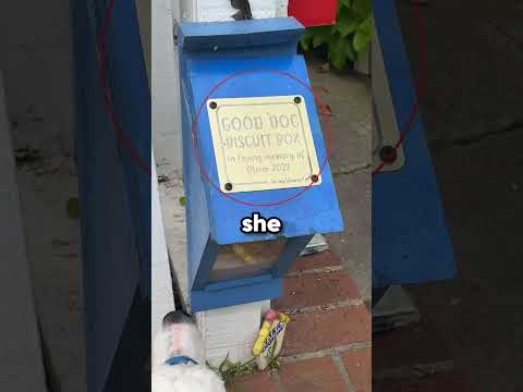 Best idea for good dogs👏