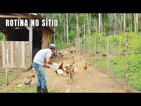 ROTINA NO SÍTIO: FIZ COMEDOURO DE GALINHA + PLANTANDO NA HORTA