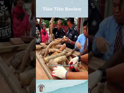 Đây là sự kiện đốt ngà voi lớn nhất trong lịch sử châu Phi