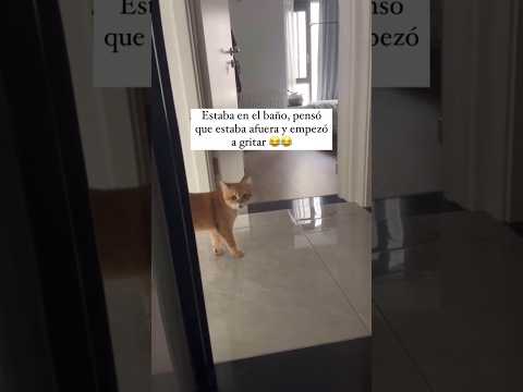 Gato llamando a su Mamá (Autor) funnykitty_00
