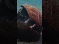 Animal Tool Use and Intelligence