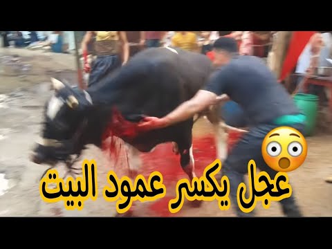 عجل يكسر عمود فيلا 🏯في منطقه الشيخ زايد 👈شاهد قبل الحذف