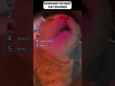 Ranking The Best Cat Sounds ❤️