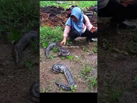 Detik detik penangkapan   Ular bogel betina