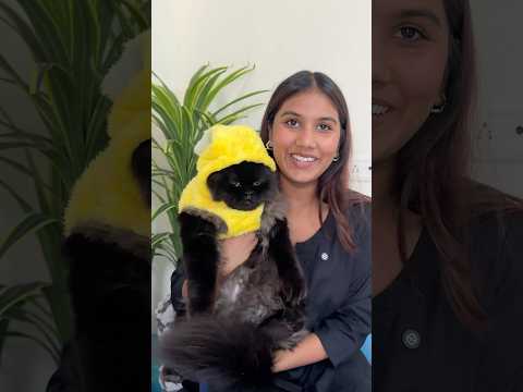 Kaise lag Rahai hai Tusky aur Chloe 🤭 #cat #youcat #yourcats