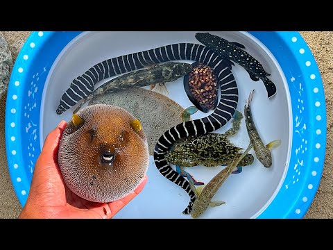 Tangkap ikan buntal dan kelomang, siput, keong, belut, kepiting pasir, ikan laut, ikan hias, kerapu