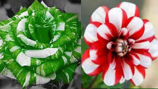 DIY Tutorial cara membuat Bunga Mawar dari Plastik Kresek | How to make Rose Flower from Plastic Bag