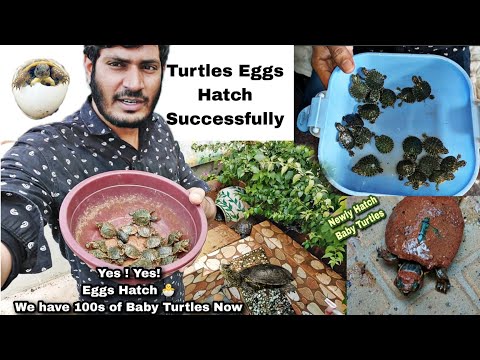 How to Breed Turtles - Turtles Eggs Hatched Successfully , Baby Turtles came out of Eggs