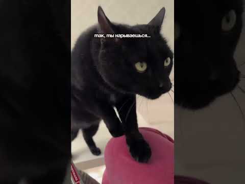 #изобилие #cat #балансвселенной #cute #рационпп #funny #импровизация #первыеденьги #mrbeast