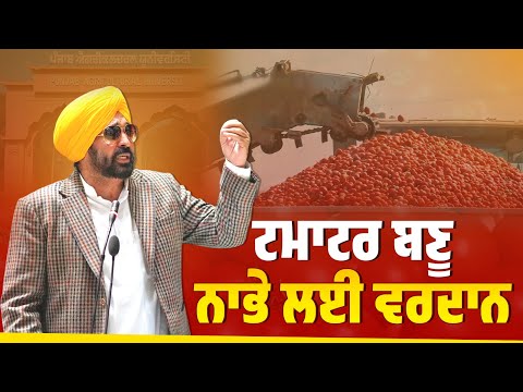 ਟਮਾਟਰ ਬਣੂ ਨਾਭੇ ਲਈ ਵਰਦਾਨ | Bhagwant Mann