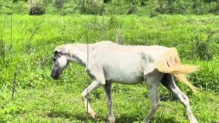 vale dos  cavalos abandonado !