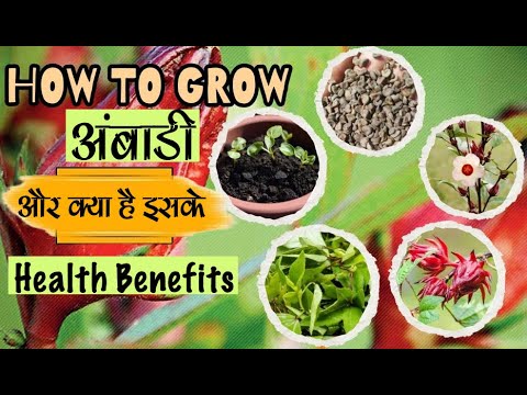 अम्बाड़ी या गोंगुरा के पौधे उगाने का सही तरीक़ा, समय, बीज और सब कुछ How to grow Rossella or buy seed