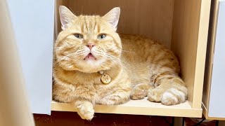 過去最高にあくびを我慢してる猫のお顔がこちらです
