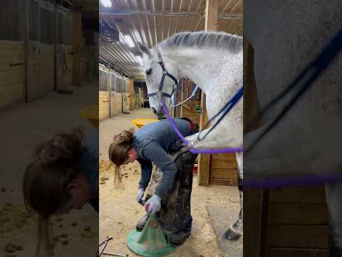 Satisfying hoof trim #satisfying #oddlysatisfying #asmr #farrier #horse