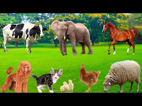 Relaxing Animal Sounds: Cow, Goat, Sheep, Cat, Chick, Dog,...