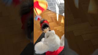 Heroic dog saves toy 💥 #dog #shorts #pomeranian