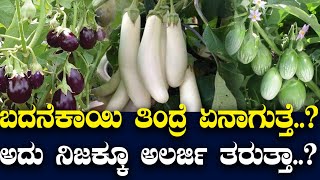 ಬದನೆಕಾಯಿ ತಿಂದ್ರೆ ಏನಾಗುತ್ತೆ..? ಅದು ನಿಜಕ್ಕೂ ಅಲರ್ಜಿ ತರುತ್ತಾ..?