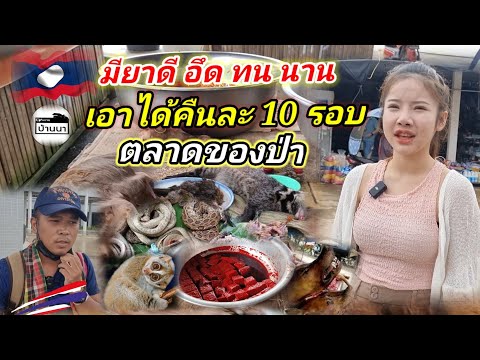 🇱🇦#สาวลาว เอาได้คืนละ​10รอบ(เรื่องจริงจากคนเผ่าม้ง)​ เพราะมียาสมุนไพร​ดี​ มีขายที่ตลาดของป่า​ไชสมบูน