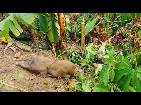 He set a wire trap and caught a wild boar. 1 year building a farm in the forest