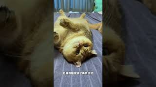 【#麻蛋和丑丑】听我一句劝,别用电钻给猫冲奶喝! #宠物的迷惑行为#品质换新就选海信#海信新风空调小氧吧#好室发生