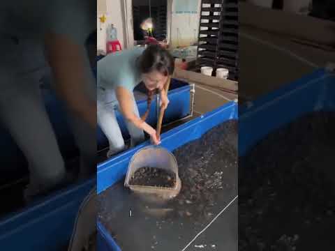 Girl Finds Baby Turtles #respect #ytshorts #shorts