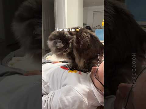 🔊Confused Floof 🙀 When Cuddles Went Wrong 🙈 #catdad #mainecoon