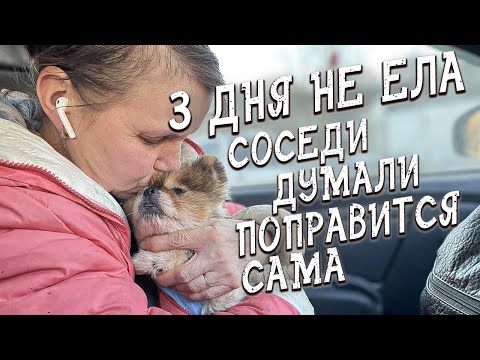 Спасение животных/ Раненый кот/ И шпиц бесплатно, только он уже умирал