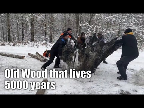 Old Wood that lives thousands of years in the universe