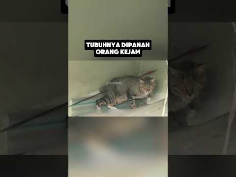Penyelamatan emosional si kucing