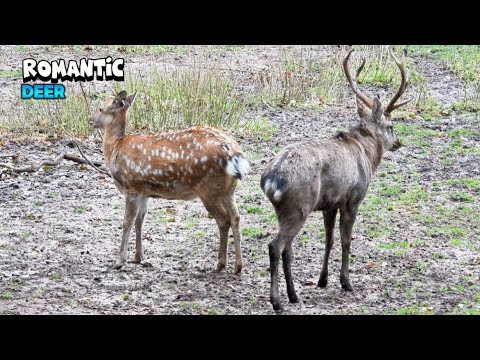 Romantic Alpha Deer Flirting