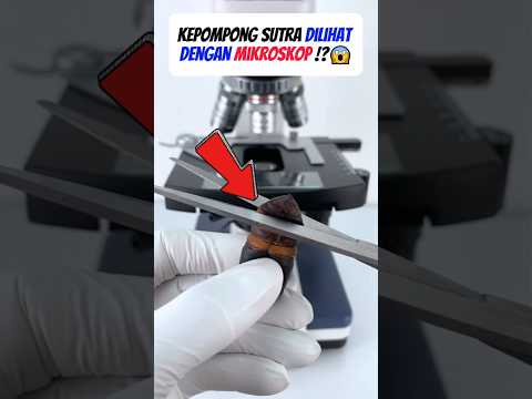 Rahasia Kepompong Sutera Terbongkar Dengan Mikroskop! 😲🦋🔬#shorts