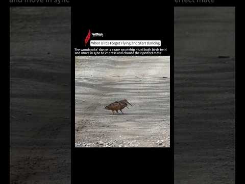 Birds Perform a Rare Love Dance in the Wild #wildlife #birdlove #shorts