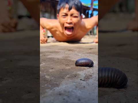 Cheer up, little pill millipede! This is a call for you to come back and make us happy again #shorts