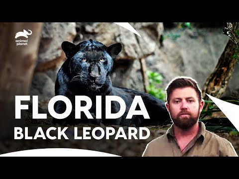 Beast Hidden Within Florida's Shadow | Extinct Or Alive S1 E4 | Animal Planet