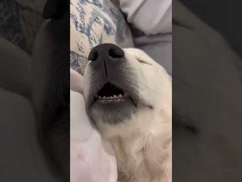 Super happy dogs #happydog  #dog  #funnyvideos  #funnydogs  #cutedog  #doglife  #dogs