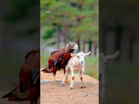 Eagle vs lamb #youtubeshorts #animals #arcticanimals #facts #shorts