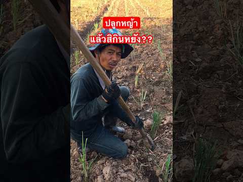เอานามาปลูกหญ้า แล้วสิกินหยัง??