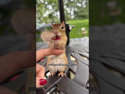 Pearl is the best mama ๐ฅฐ #chipmunk