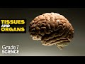 Neuroscience and Tissue Functions