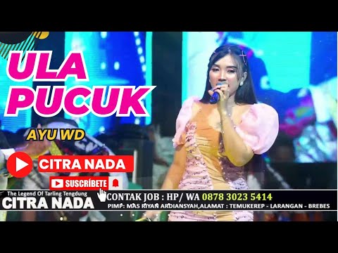 ULA PUCUK ~ AYU WD // CITRA NADA LIVE DS.BLANDONG - DESA PESANTREN // ULUJAMI - PEMALANG