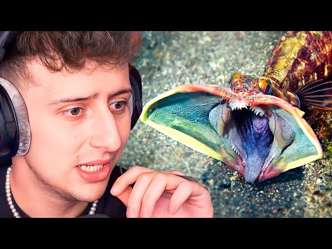 REACCIONANDO A EL ICEBERG DE LOS ANIMALES TERRORIFICOS 💀