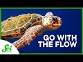Energy-Efficient Travel in Animals