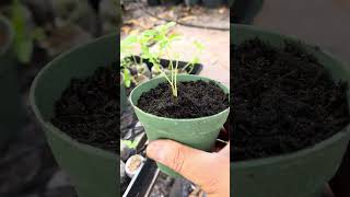 Como transplantar ají gustoso (sabrosito) @HuertoLatino