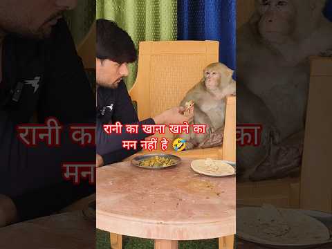 मंकी रानी का खाना खाने का मन नहीं होता है तो कैसेकरती है।। #ranivlogrbl #youtubeshorts #shorts
